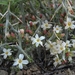Menodora spinescens spinescens - Photo (c) Jim Morefield, algunos derechos reservados (CC BY)
