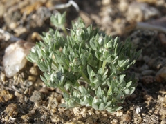 Stylocline psilocarphoides