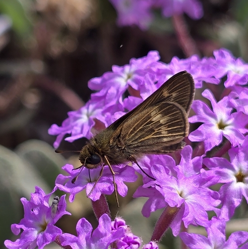 iNaturalist observation photo of Hesperiini