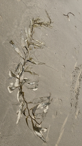 iNaturalist observation photo of Giant Kelp