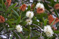 Melaleuca quinquenervia