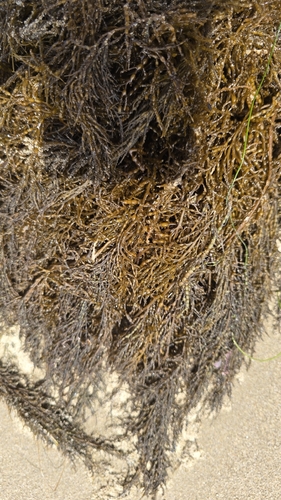 iNaturalist observation photo of chain bladder kelp