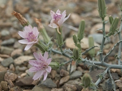 Stephanomeria parryi