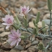 Stephanomeria parryi - Photo (c) Jim Morefield, μερικά δικαιώματα διατηρούνται (CC BY)