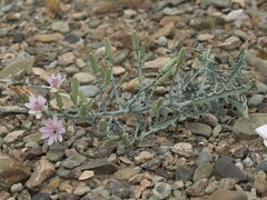 Stephanomeria parryi
