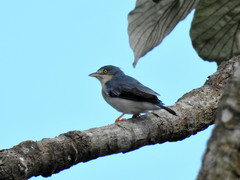 Hooded Tanager photo 3