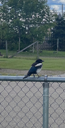 Black-billed Magpie