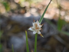 Carex baldensis, photograph (c) arthur_haendler, some rights reserved (CC BY)