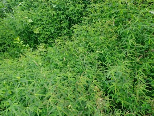Fishbone cassia