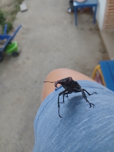 European Stag Beetle