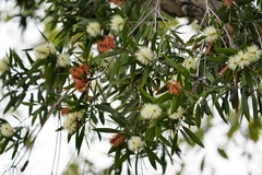 Melaleuca quinquenervia