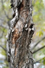 Melaleuca quinquenervia