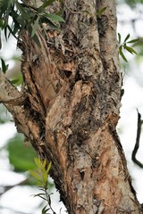 Melaleuca quinquenervia