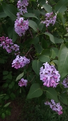 Syringa vulgaris