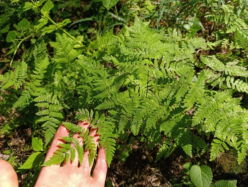 Наблюдение на iNaturalist