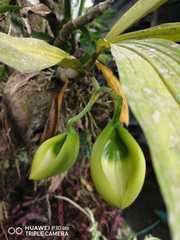 Catasetinae