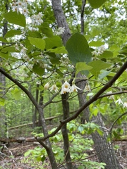 Styracaceae
