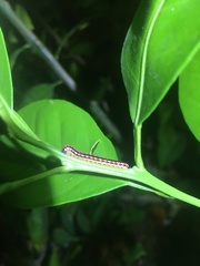 Helicorthomorpha holstii