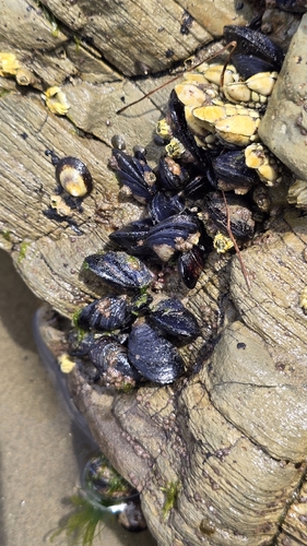 iNaturalist observation photo of California Mussel