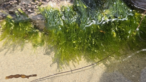 iNaturalist observation photo of Gutweed