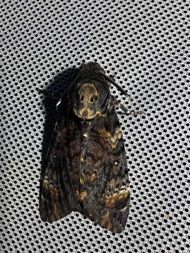 Death's Head Hawkmoth