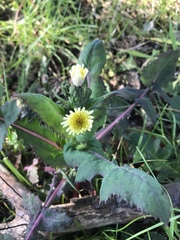 Sonchus oleraceus