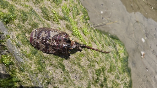 iNaturalist observation photo of California Spiny Lobster