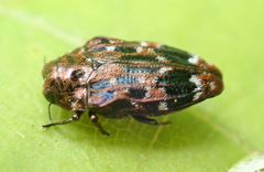 Brachys ovatus