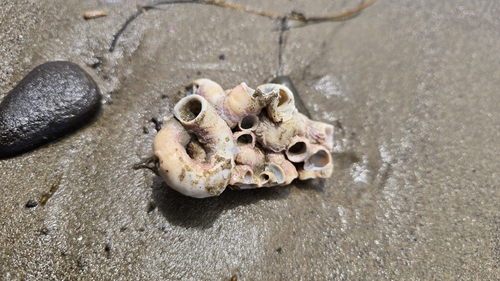 iNaturalist observation photo of Scaled Worm Snail