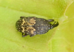 Glyptobaris lecontei