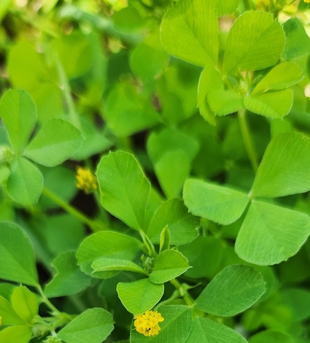 Black Medick