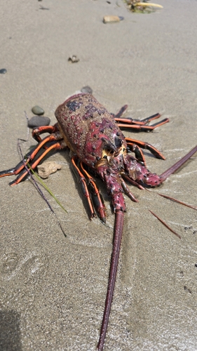 iNaturalist observation photo of California Spiny Lobster