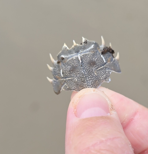 iNaturalist observation photo of Spiny Mole Crab