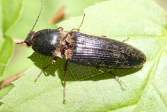Gambrinus griseus