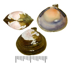 Corbicula fluminea