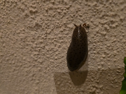 Conemenos' Slug
