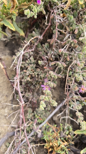 iNaturalist observation photo of Pale dewplant