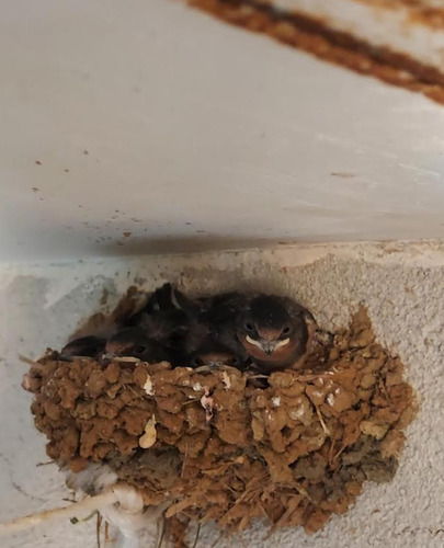Barn Swallow