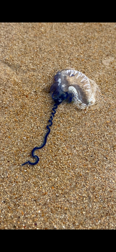 Indo-Pacific Man-O-War