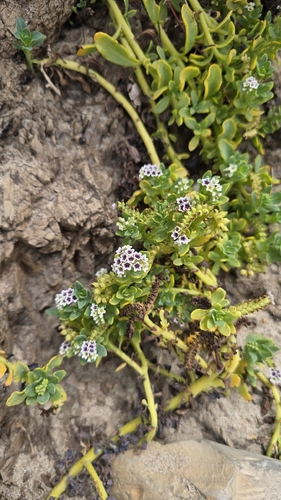 iNaturalist observation photo of alkali heliotrope