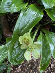 Scadoxus membranaceus