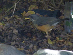 Turdus olivaceus