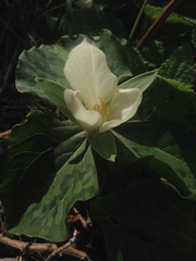Trillium albidum