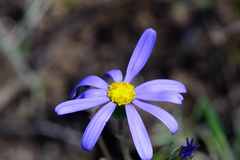 Senecio arenarius