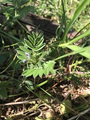 Vicia sativa
