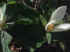 Trillium albidum