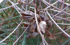 Hakea carinata