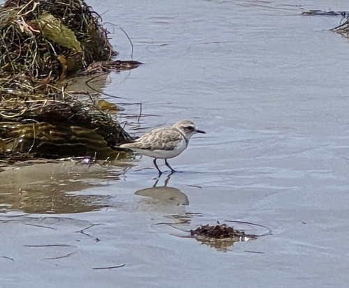 iNaturalist observation photo of Snowy Plover