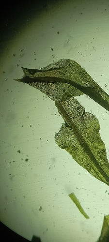 Brideliella wahlenbergii observed 2026-05-22