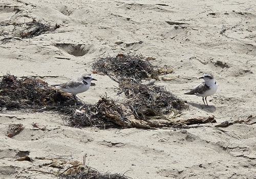 iNaturalist observation photo of Snowy Plover